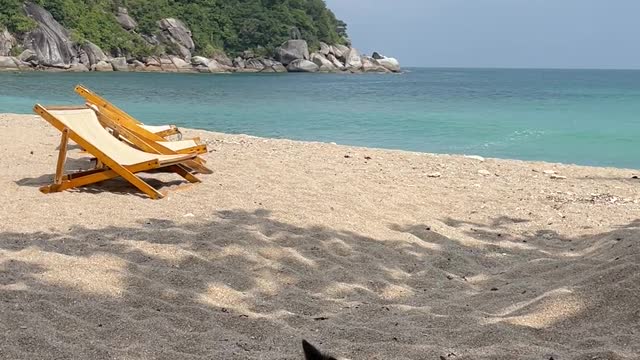 Dog on Beach