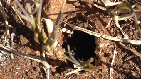 Wolf Spider Gets Morning Evictions