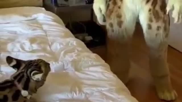 Cat funny video