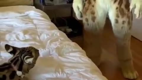 Cat funny video