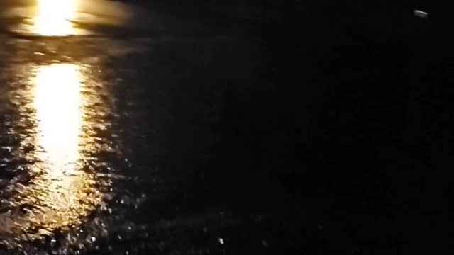 Duck enjoying the rain at night.