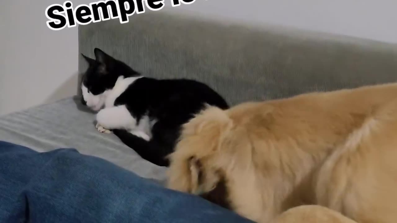 DOGGO WANTS TO EAT THE CAT