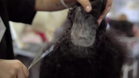 Black Poodle grooming at the salon for dogs while the competition for groomers