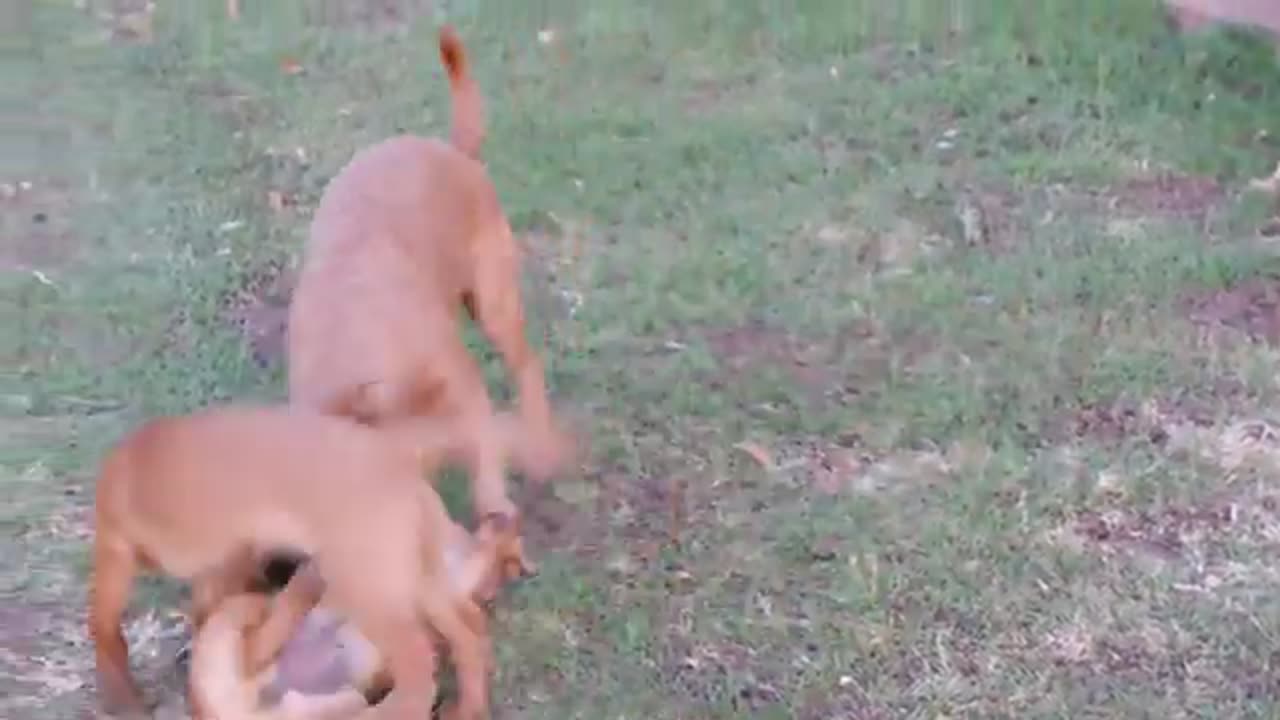 Not try to lough #omg funny cats&dogs video