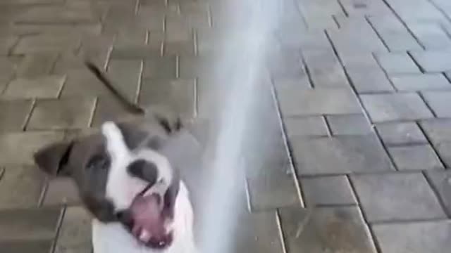 Dogs play with hose