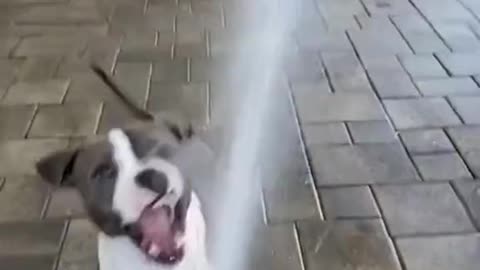 Dogs play with hose