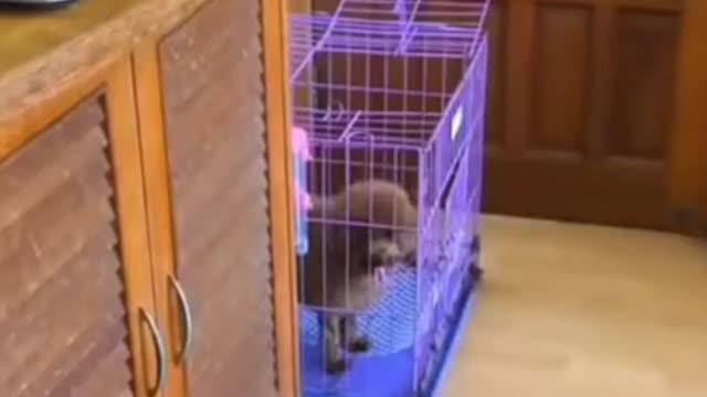 Smart animal, funny animals, animal, smart dog, funny dog, animal tiktok 🔥🔥🔥