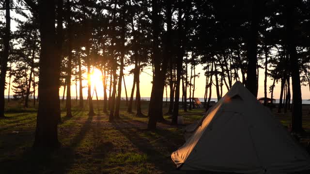 the sunset red through the pine trees 6