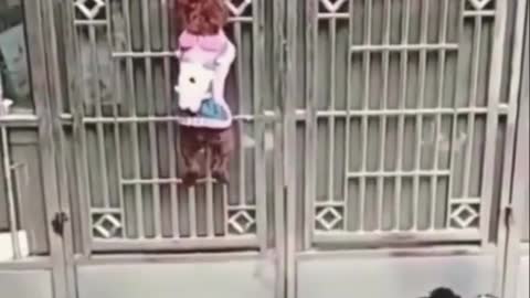 Clever Pets at Work!