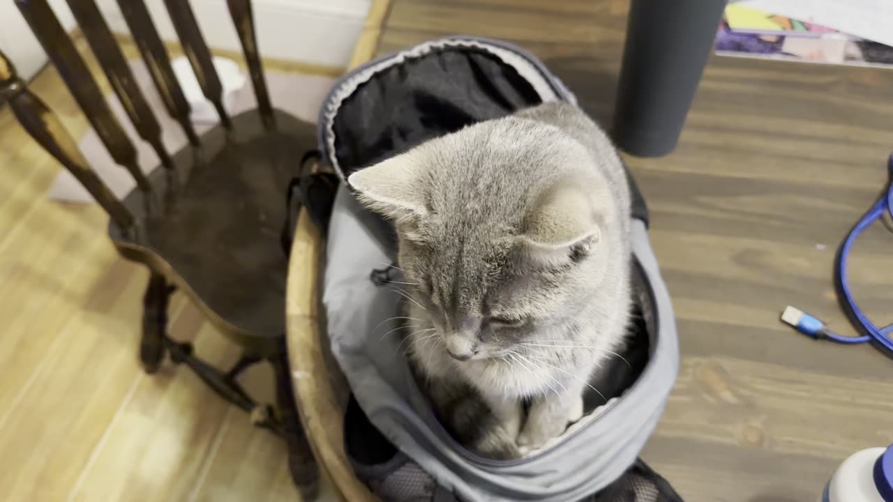 Cat In A Backpack