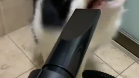 The sheepdog and his hair dryer