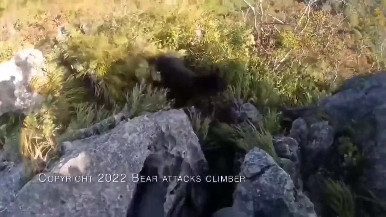 Free Climber Attacked By Black Bear