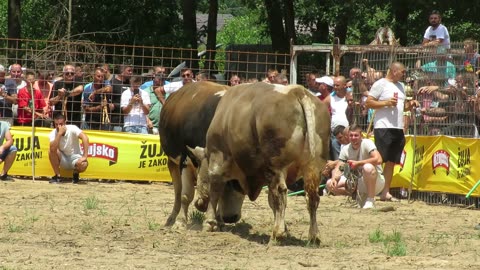 Šaronja od Vranića vs Čupo od Meše Brestovsko 2024