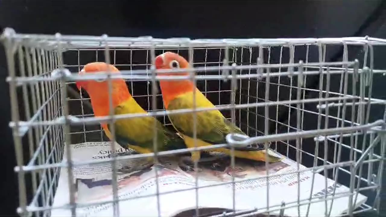 Budgies#african lovebirds