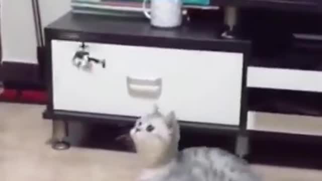 Cute Cat playing with flying object