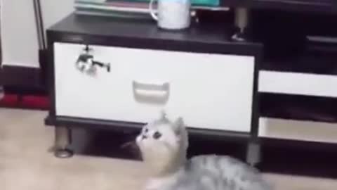 Cute Cat playing with flying object