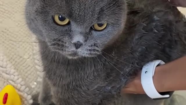 Cat just don't want to bathe-funny cat bathing compilation 🐱