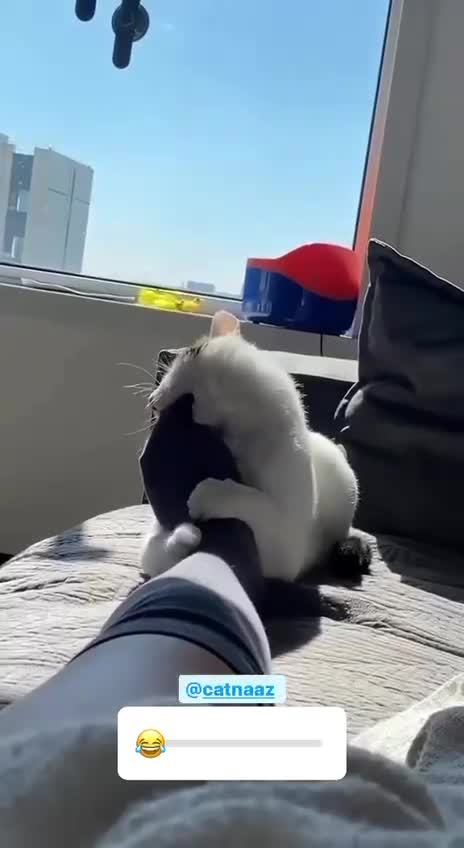 A cat that loves feet
