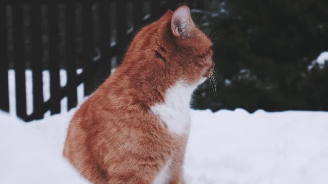 Red and white cat.