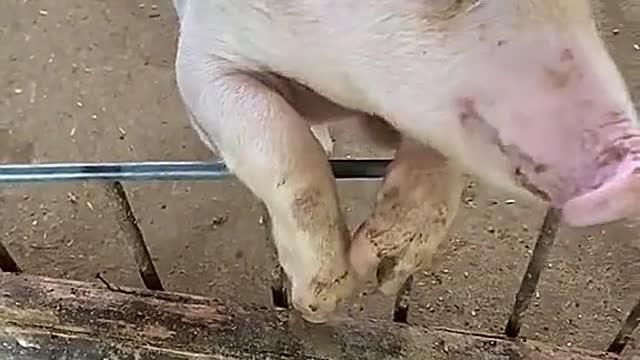 Happy Hour of Peppa Pig