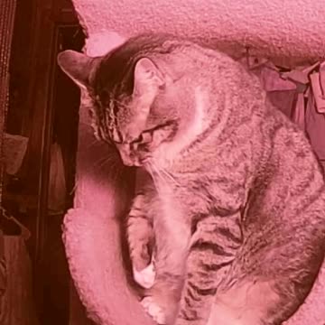 EA S10 - Cat Tree Playing