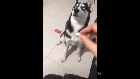 Funniest Animals - Best Of The 2021 Funny Animal Videos #66