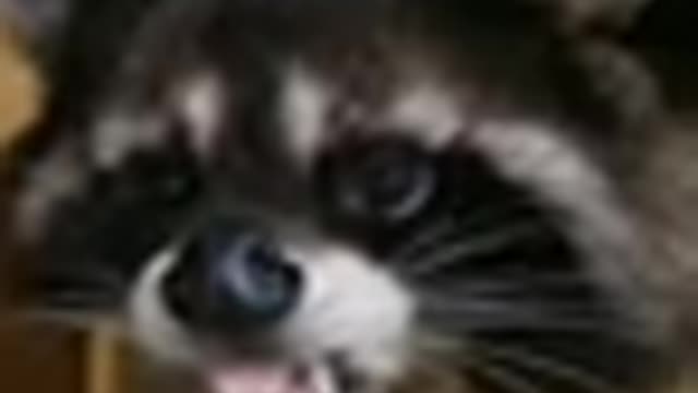 Funny cat dog animals videos2
