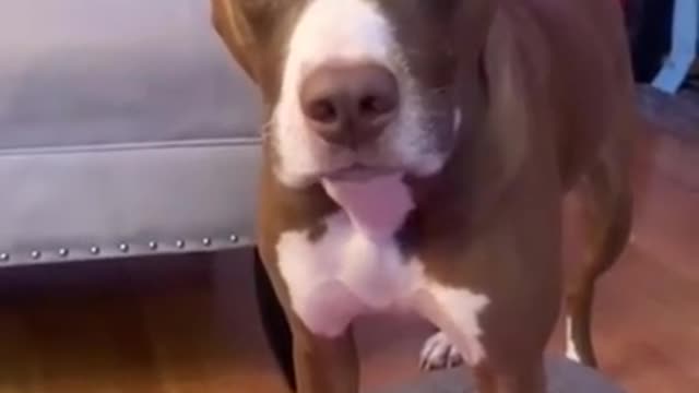 Hilarious doggy sits in a very distinguished manner