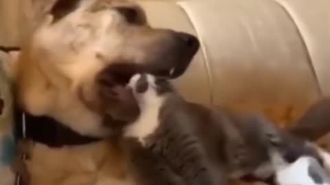 Animals funny video #cat and dog funny video cat and dog