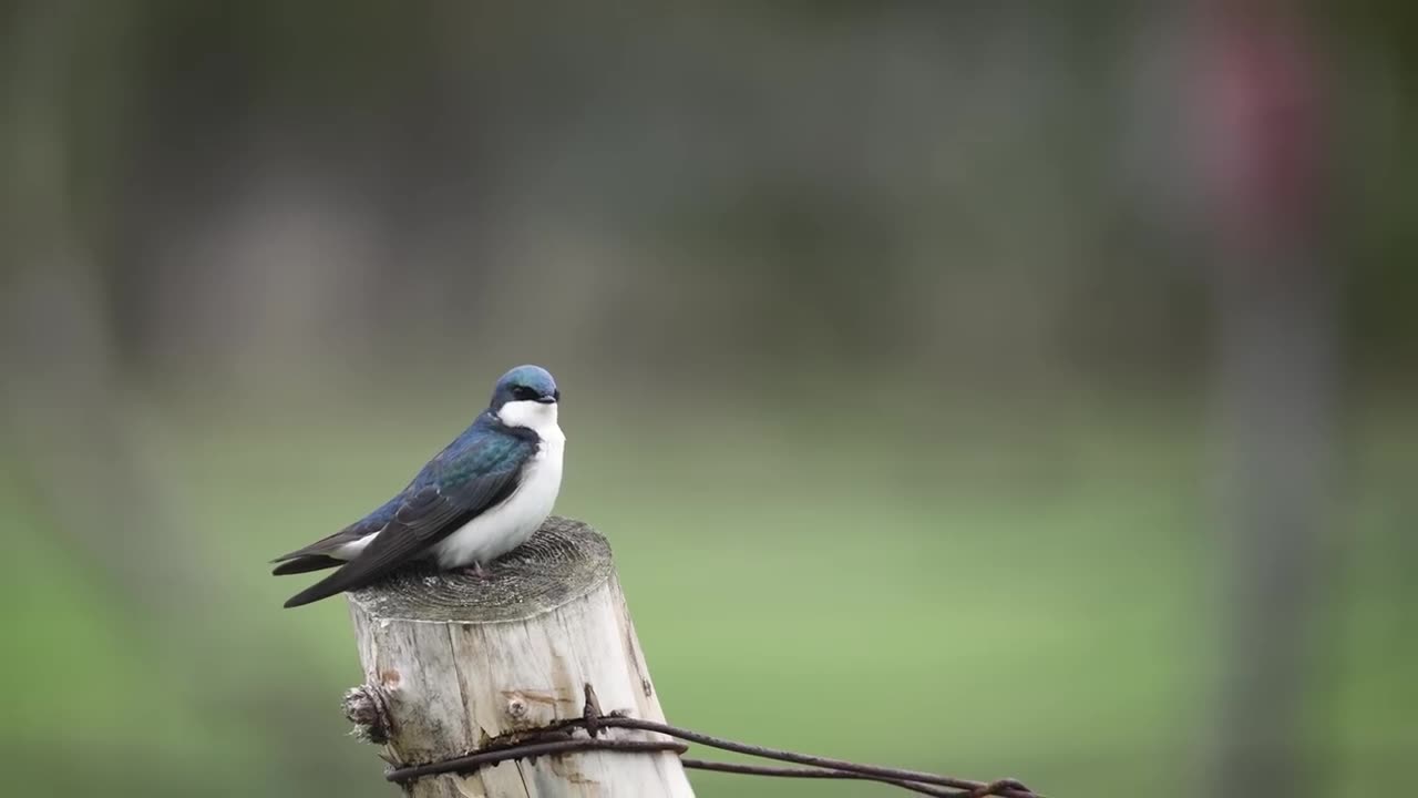 I Built a Wildlife Pond - here's what happened