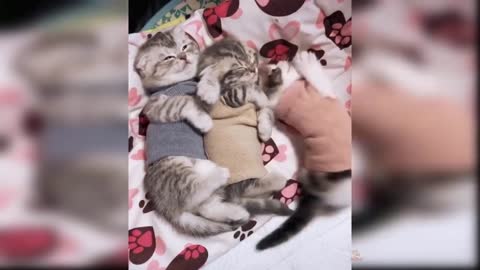 Compilation Baby Cats Cute and Funny Cat Videos 2021