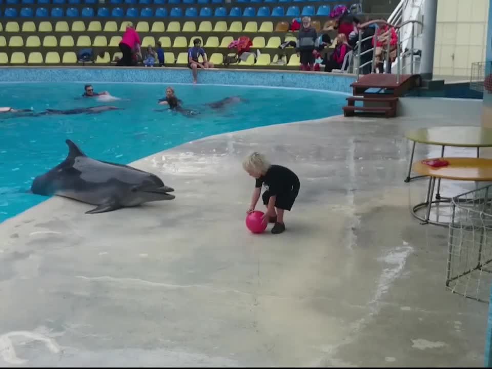 WATCH :Adorable Toddler Plays Fetch With Playful Dolphin ❤