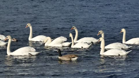 Adorable white swans swim in lake making beautiful sounds