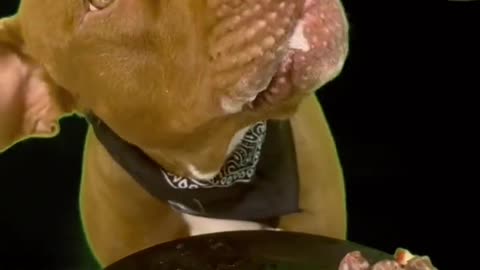 What food this pet ate? Comment the name l Madhu Makhi