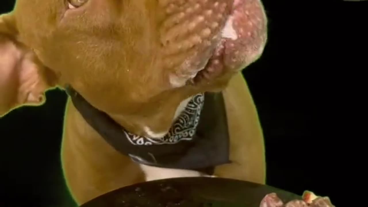 What food this pet ate? Comment the name l Madhu Makhi