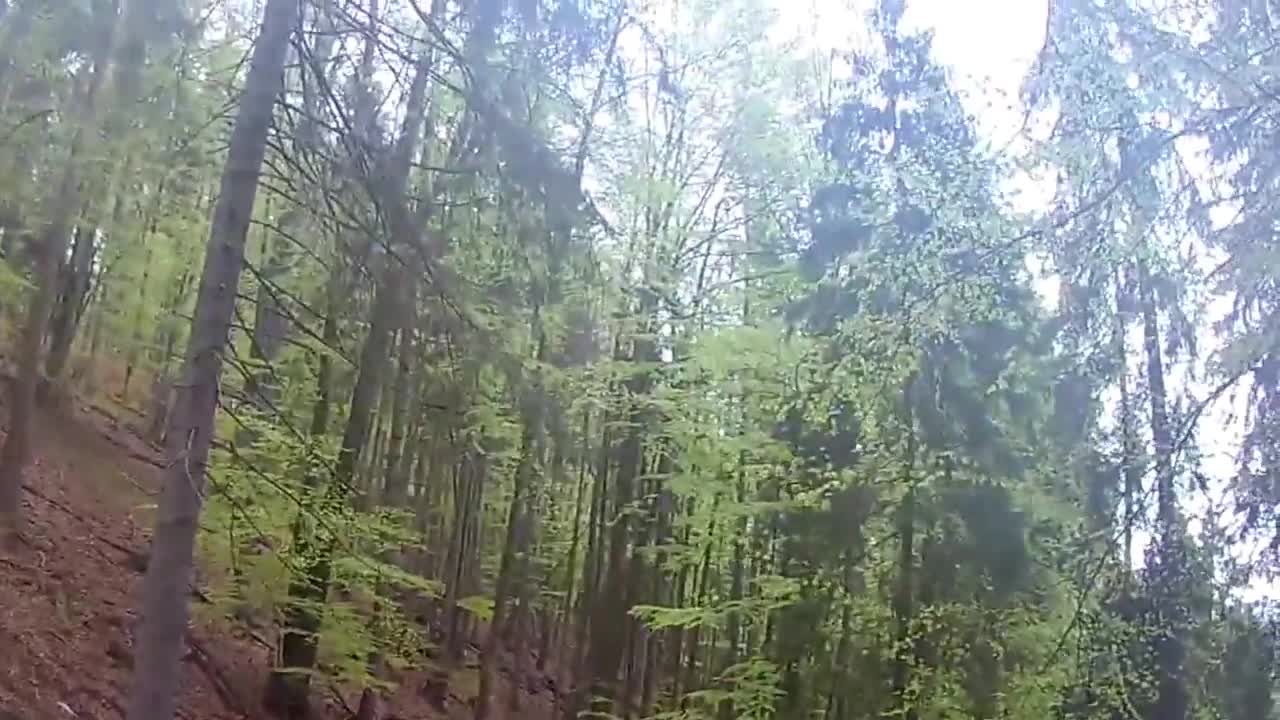 Bikers threatened by a bear