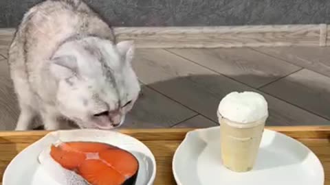 Cat Sonya the taster