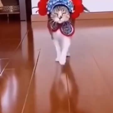 cat walk 🤩🤩🤩