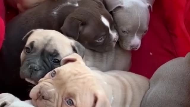 Pit bull new cute puppy