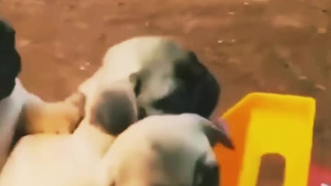 Amazing cute puppy are entertaining