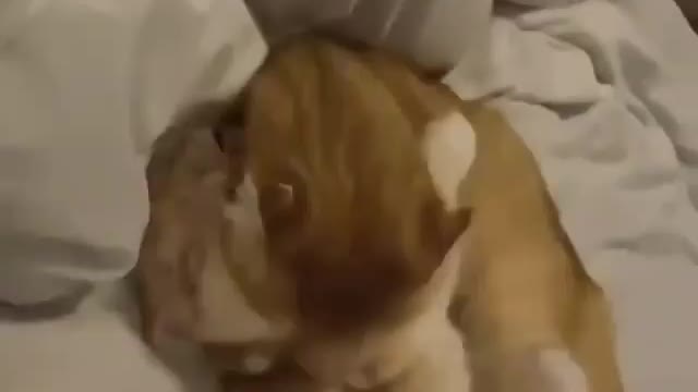 Cutey Cats love fight