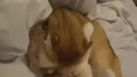 Cutey Cats love fight