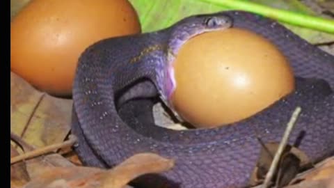 How do snakes eat chicken eggs?