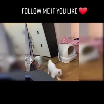 Funny cats playing with the owner