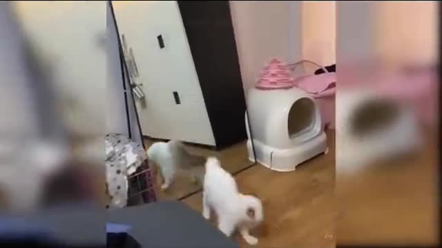 Funny cats playing with the owner