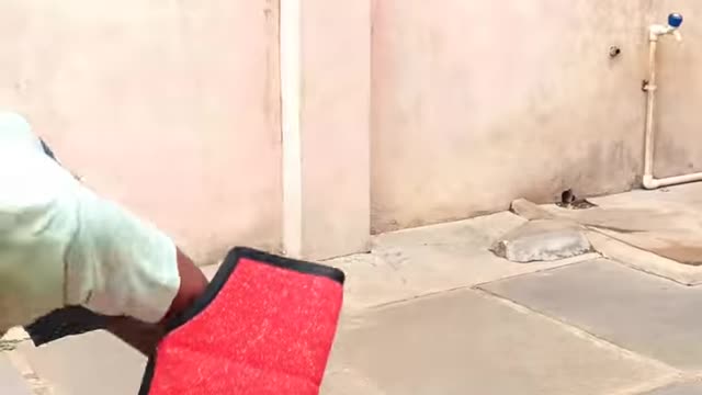 #shorts Protection work with My Dog Lucky | The Belgian Malinois.