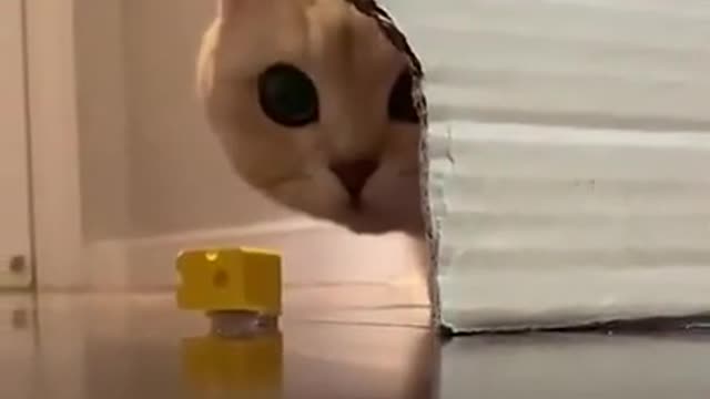 Cat tries to be smart when hunting and ends up being surprised