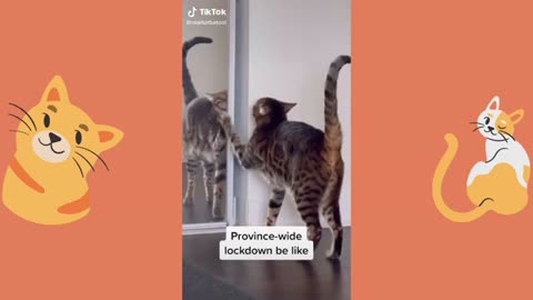 BEST and hot funny CAT FUNNY CAT VIDEOS Watch this funny cat video and enjoy all best cat memes.