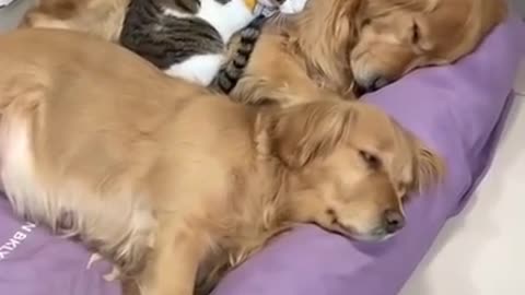 dog vs cat friendship. SUPER ADORABLE!