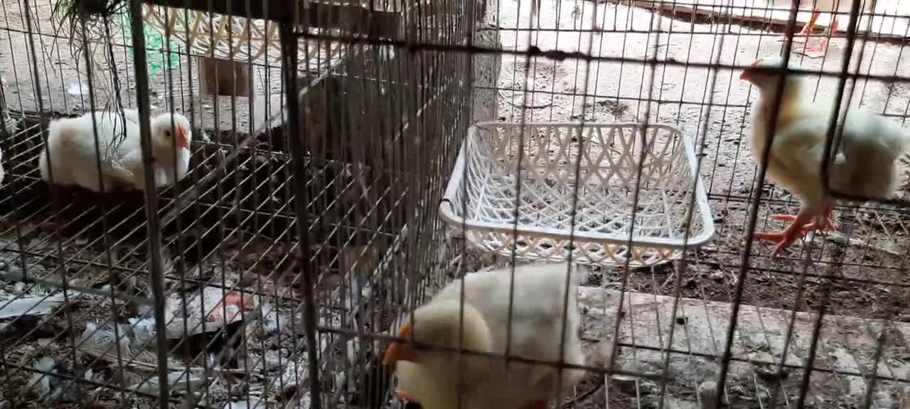 MODEL OF CULTURE IN THE CAGE - RURAL TODAY | LBG CHANNEL